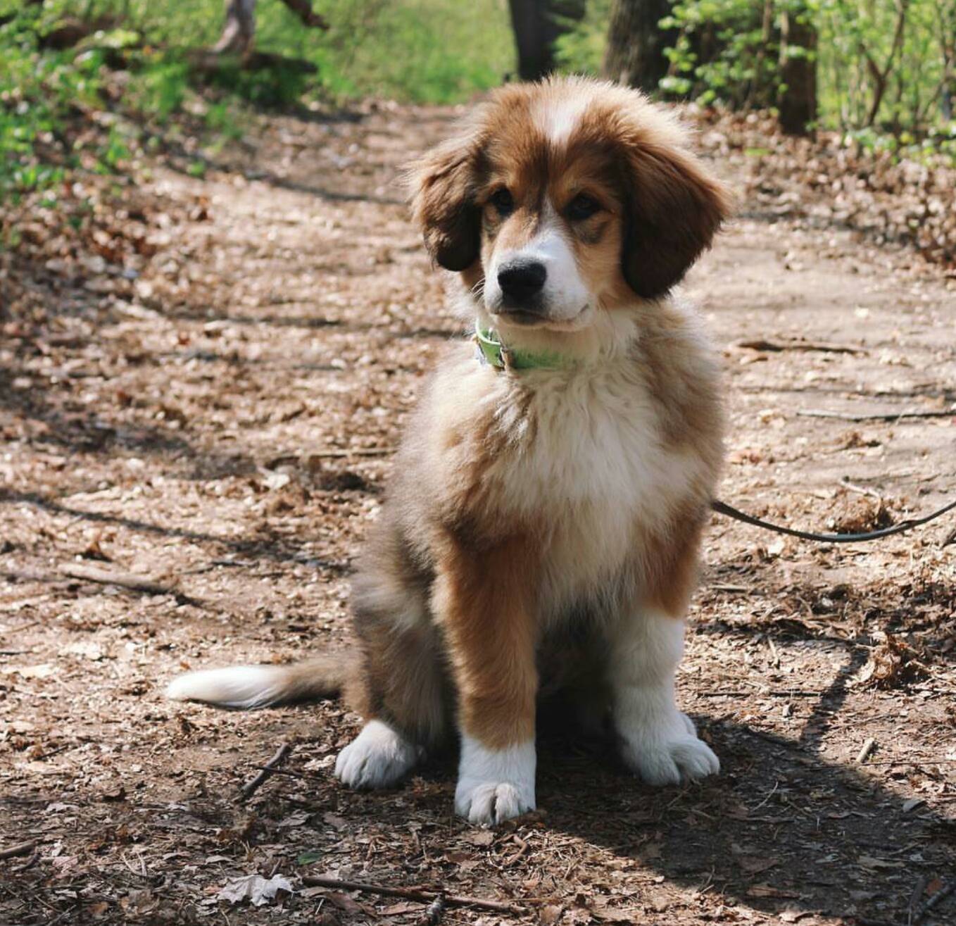 Your Dream Dogs on Twitter: "Great pyrenees and bernese mountain mix / Twitter