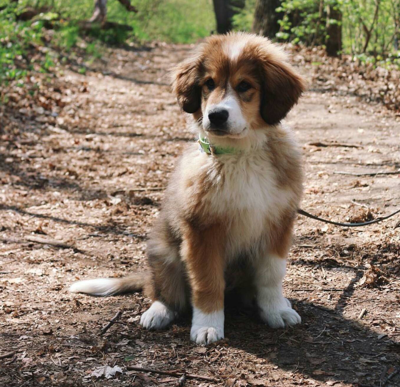 øjenbryn svovl krabbe Your Dream Dogs on Twitter: "Great pyrenees and bernese mountain dog mix  😍😭 https://t.co/LLIEX7r6cU" / Twitter