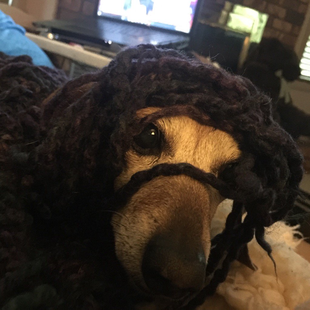tamiyocom's tweet photo. My crazy little Doxie Sadie!!! https://t.co/xzkYYXDEJZ