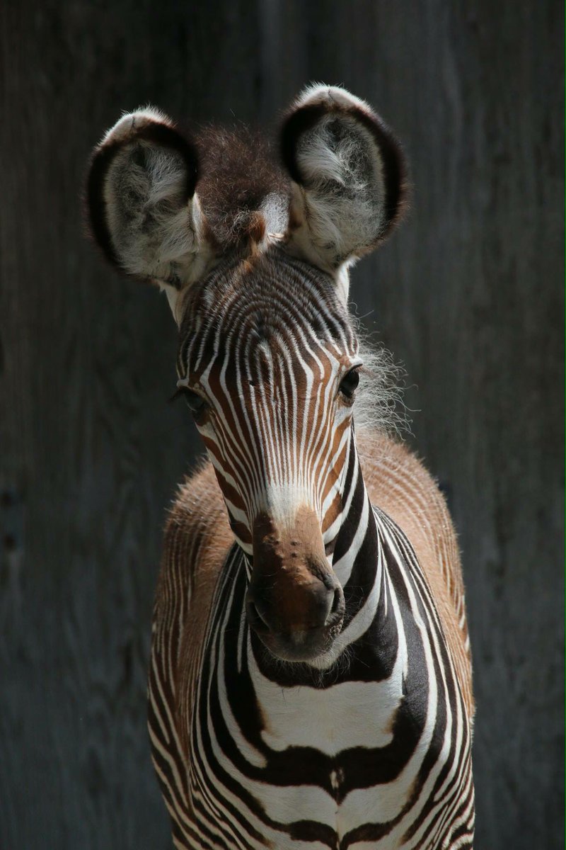 fourfaults's tweet photo. Okay but look at this baby zebra that was born at The Toronto Zoo https://t.co/nOEOgqeFth