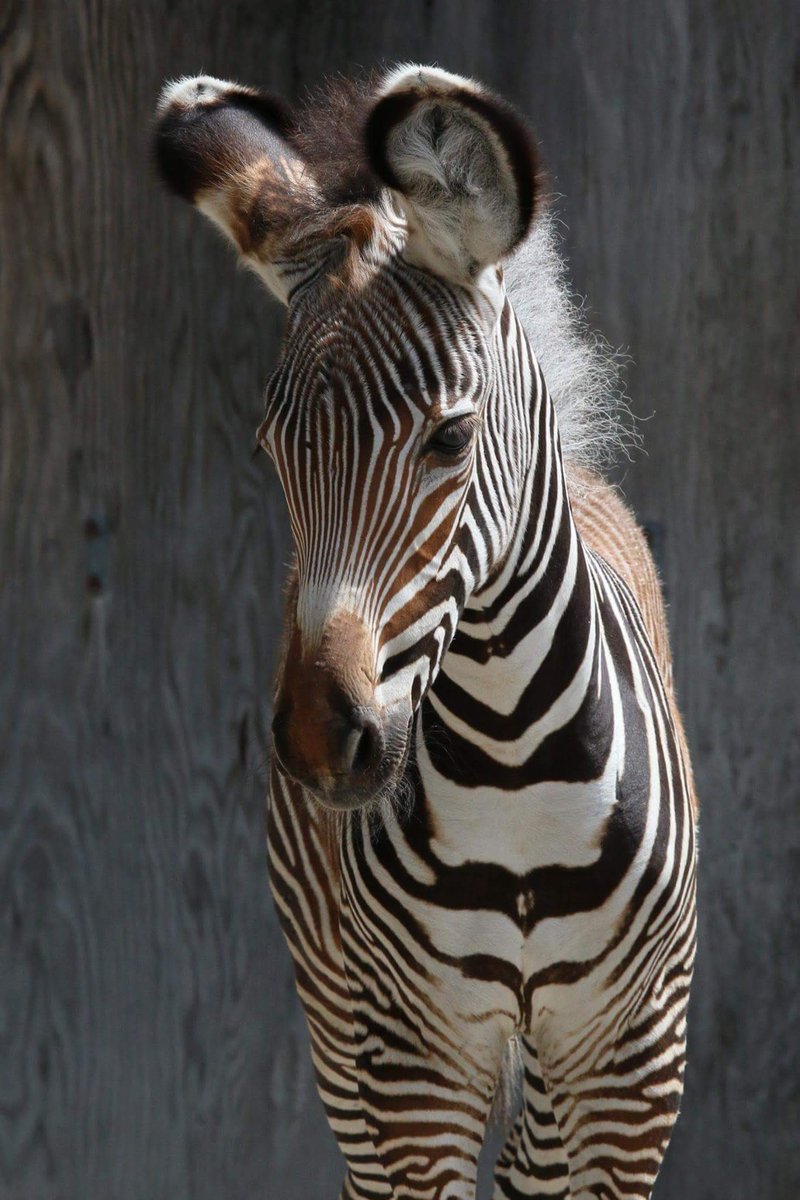 fourfaults's tweet photo. Okay but look at this baby zebra that was born at The Toronto Zoo https://t.co/nOEOgqeFth