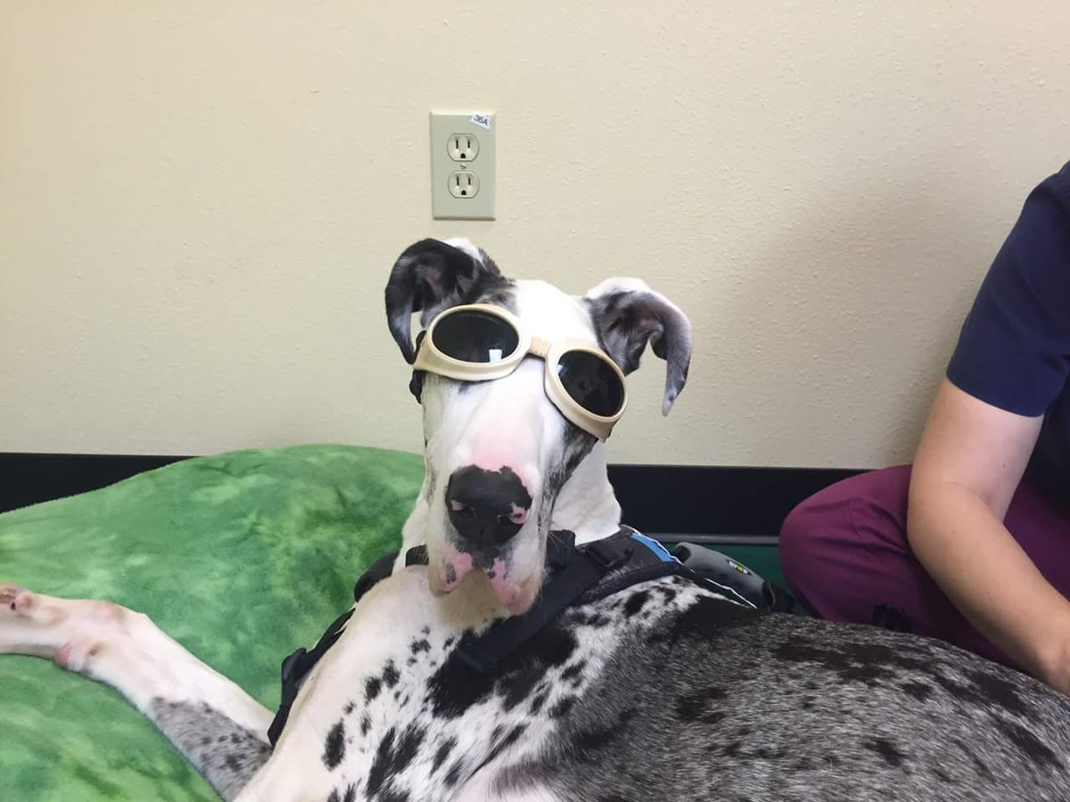 misplacedwings's tweet photo. #greatdane #Cesar is #cancerfree at his one year check up. Dogs dig #doggles. #Alternativemodalities #doh! https://t.co/9O82gmxR2G
