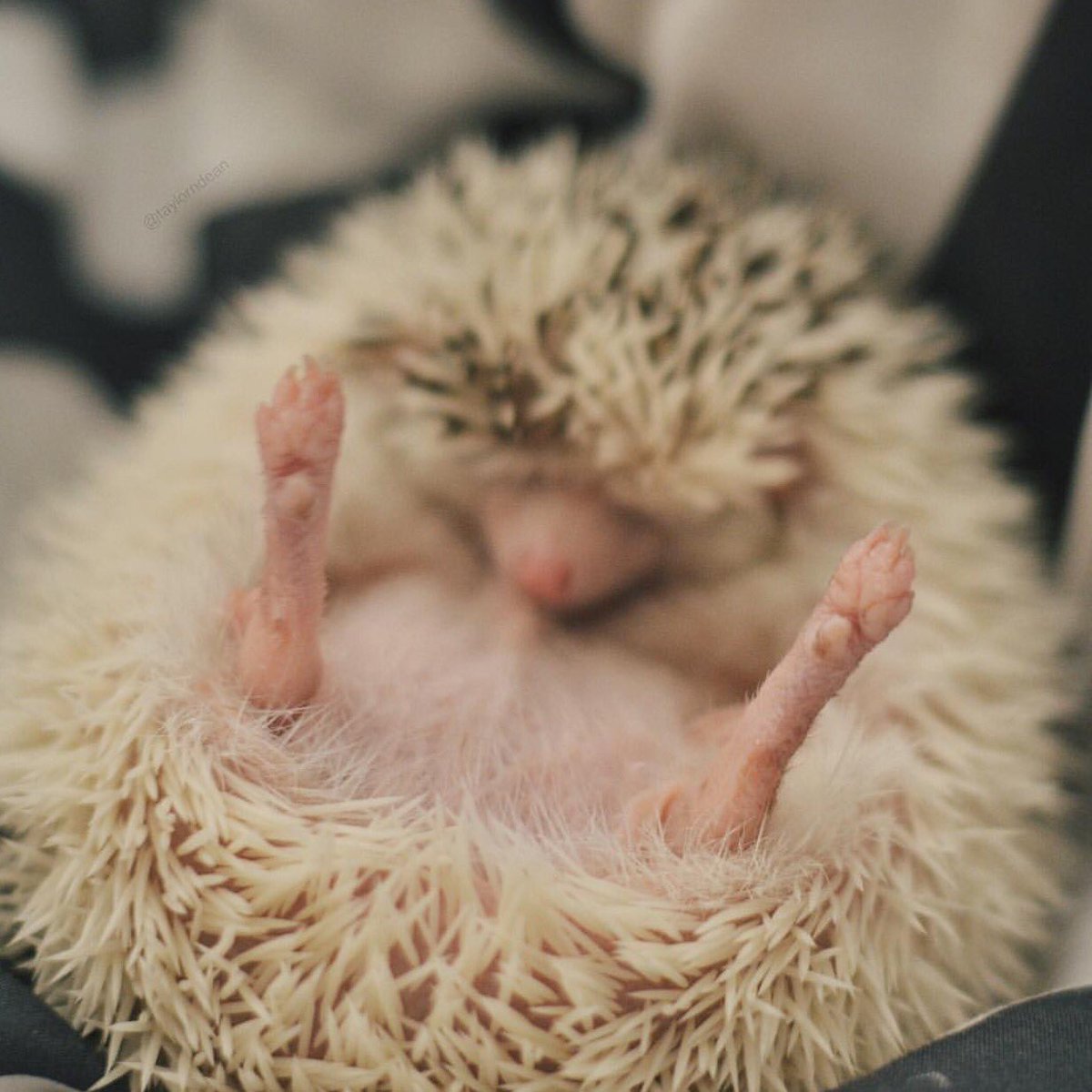 taylorndean's tweet image. if ur timeline is boring here's my hedgehog's feet