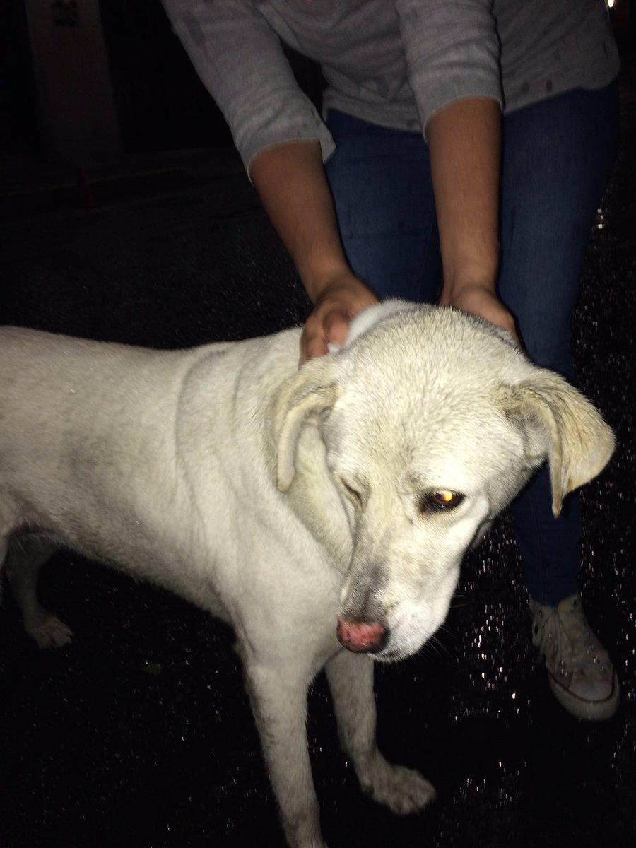 marypi's tweet photo. @LasAguilasCDMX hay un perro perdido cerca de axomiatla. Lleva horas dando vueltas. Por favor RT https://t.co/Zz7hkYDBps