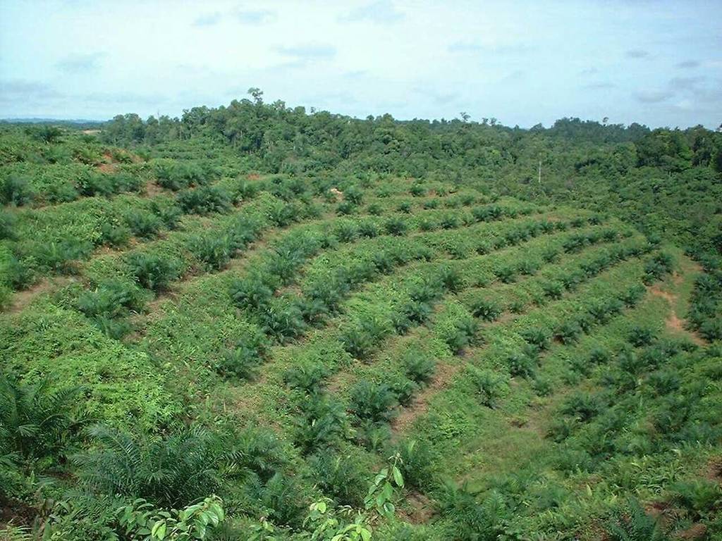 GFC_forests's tweet photo. Conflicts between #indigenous peoples versus palm oil plantations companies in the #Sarawa… https://t.co/kZtIZNuijJ https://t.co/mE6BU1LTiw