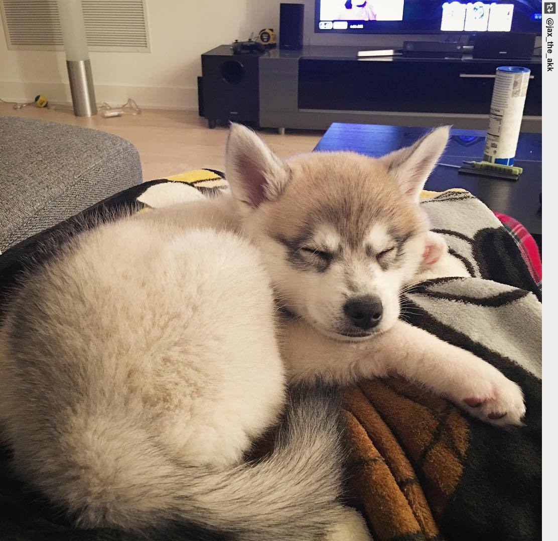 IngloriousDogs's tweet photo. Throwback to when I was riding shotgun on the snugglebus! 🤗😍🐶 #akk #akkpuppy #kleekai #puppylove https://t.co/MhB49xc6At
