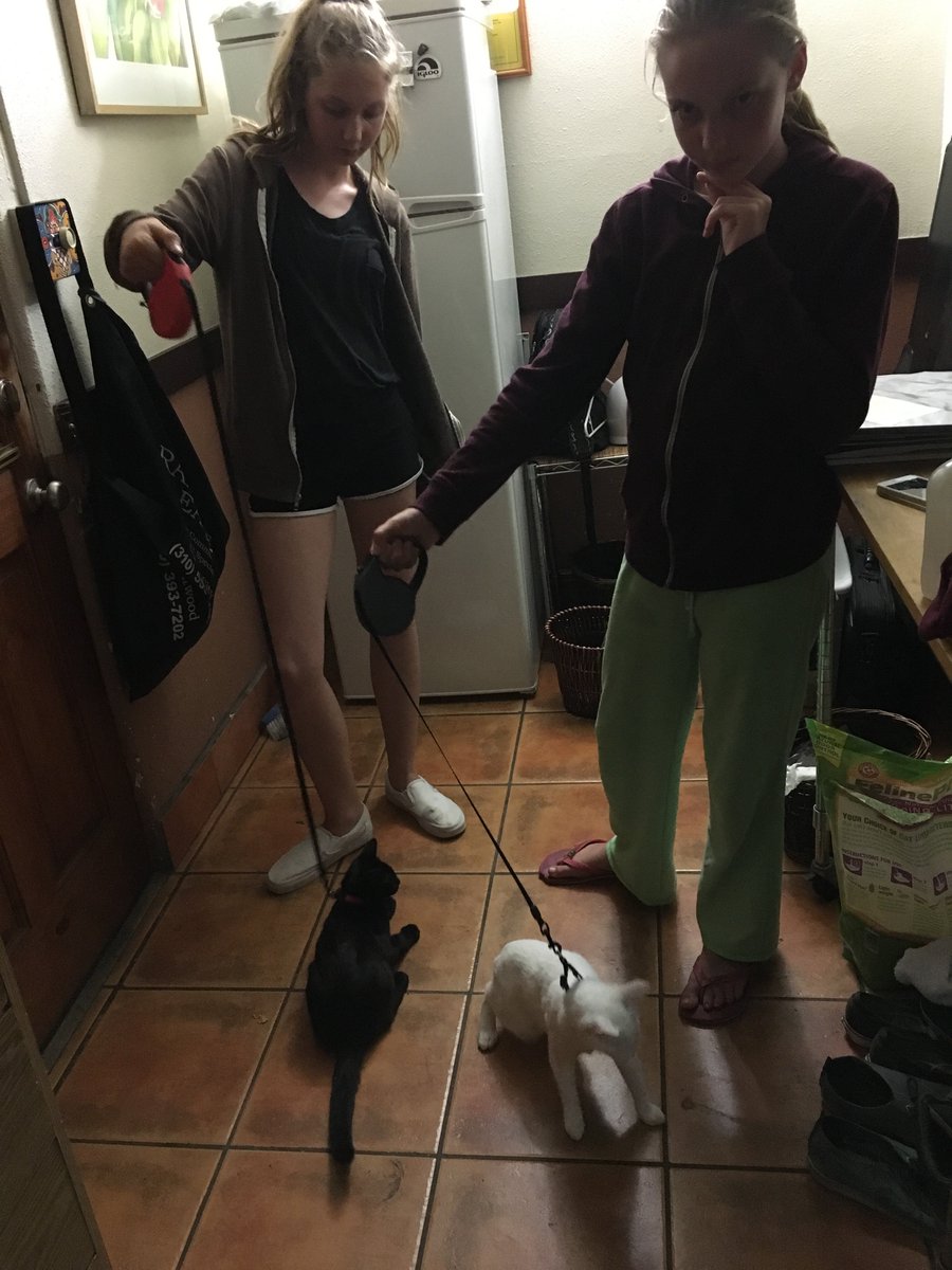 marlagould11's tweet photo. @LuxLivid Bought cat treats today started training them to use the toilet! :)walked them to! https://t.co/uAAHf2o2Aj https://t.co/5S2IBV1mU4