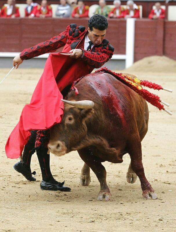 Iniesta_Toros's tweet photo. El año pasado puso la plaza de toros de Iniesta boca abajo. El 27 de agosto vuelve a nuestra plaza. #morenito https://t.co/gvYzIE90gt