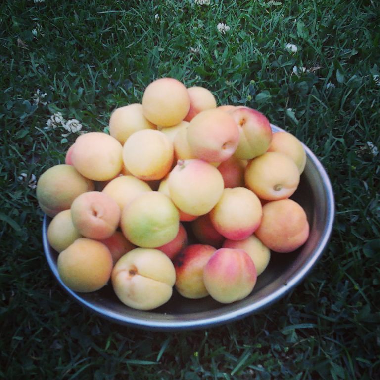 muzamilwali71's tweet photo. #FreshApricot #loveit #WorldPhotographyDay, https://t.co/QKBLr5AGeM