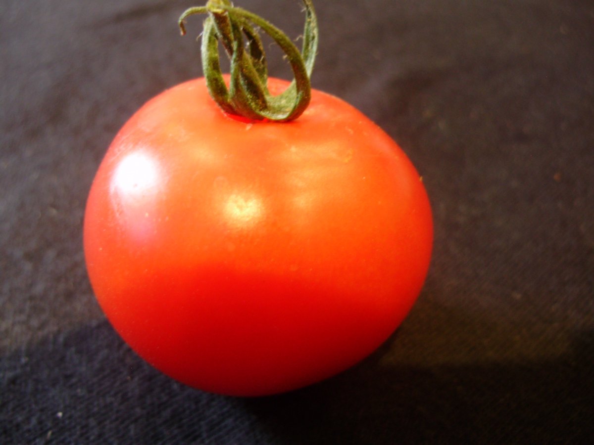 nickykylegarden's tweet image. #ATomatoADay Porter - a medium classic type with a sweet, rich taste. New to me, will grow again. #organic #peatfree