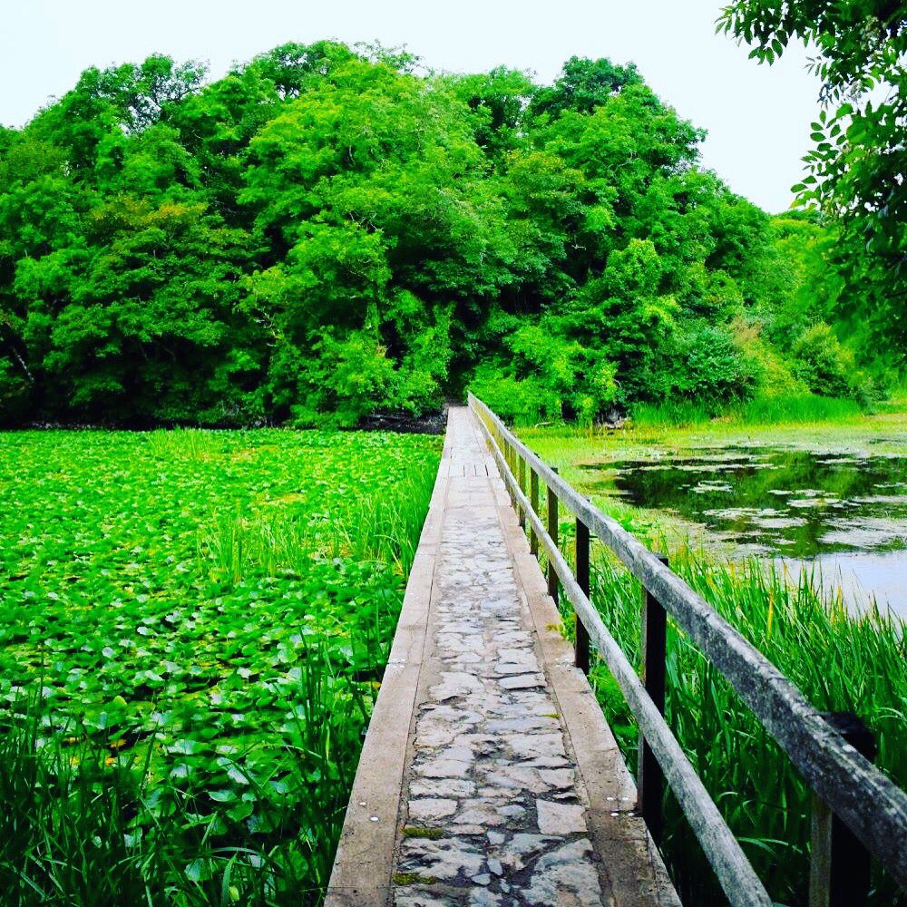 natsky81's tweet photo. #lillyponds #bosherton #wales https://t.co/Um9pavuNv4