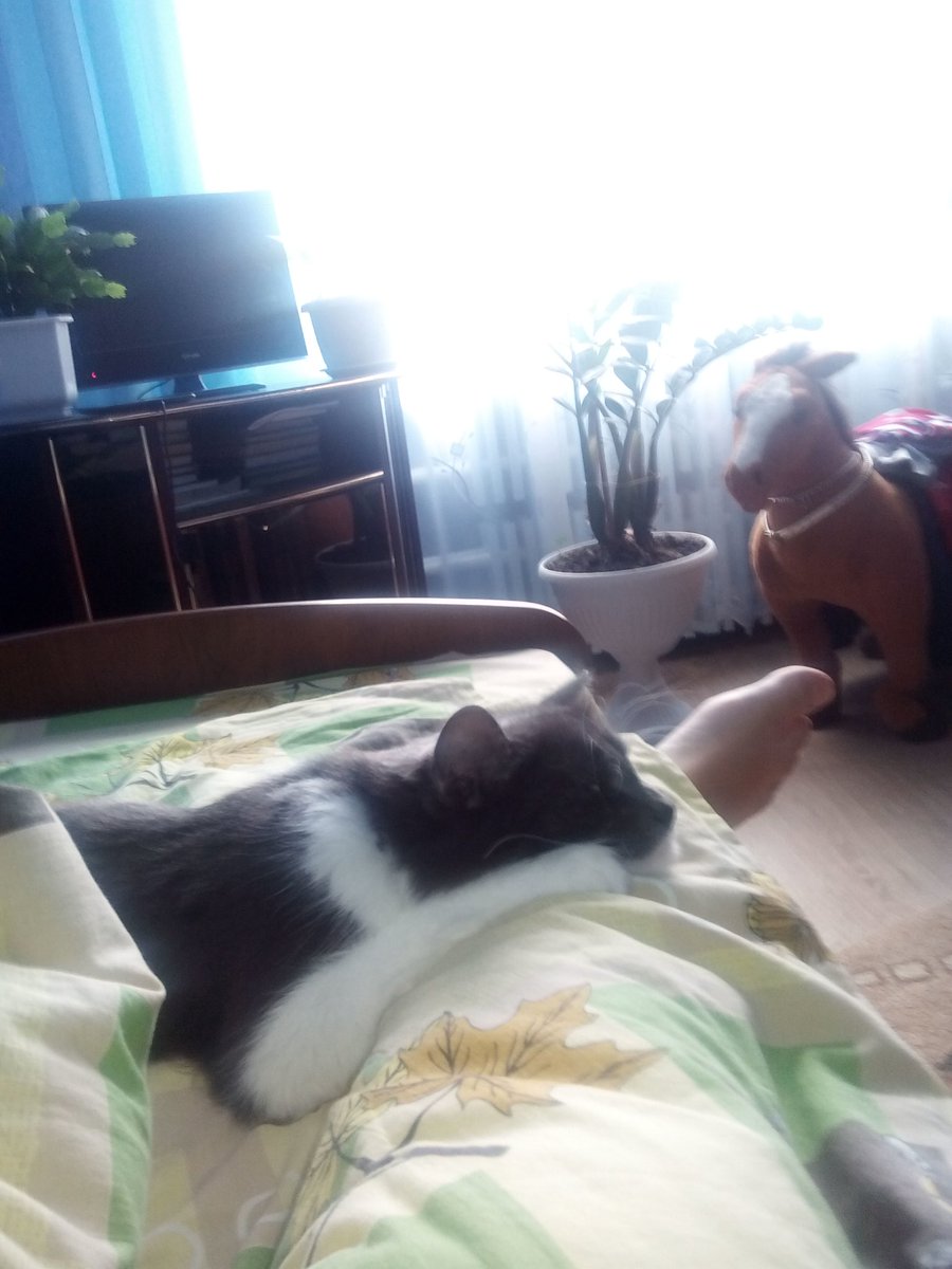 UlyanaKit's tweet photo. У: Почему ты опоздала в школу?
Я: Меня кот не отпускал https://t.co/D4LZourUgP