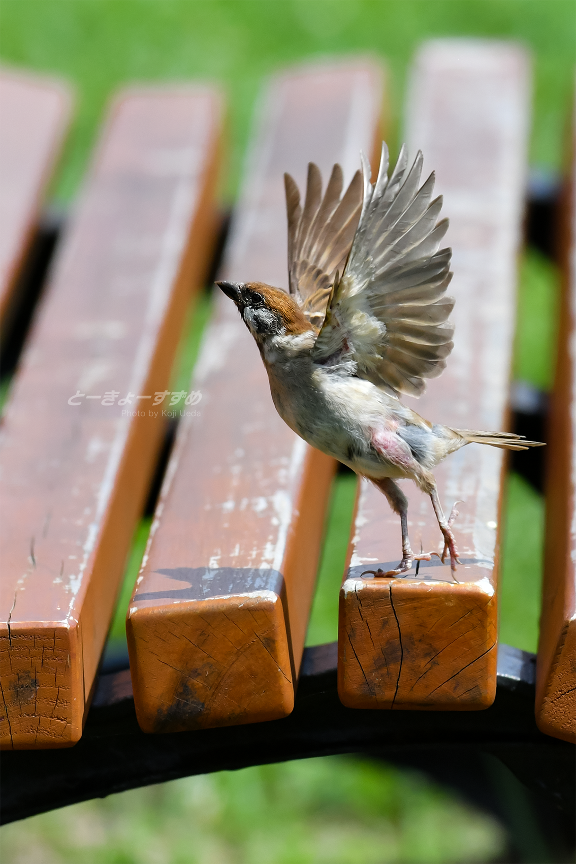 東京すずめ 公式 なかまの呼ぶ声に応え 飛びさるチュンさん ー ちゅん活 スズ廃 癒し画像 可愛い 鳥好き 羽ばたき スズメ写真集 あした どこかで お求めは T Co Ccv1cbwfop 好評発売中