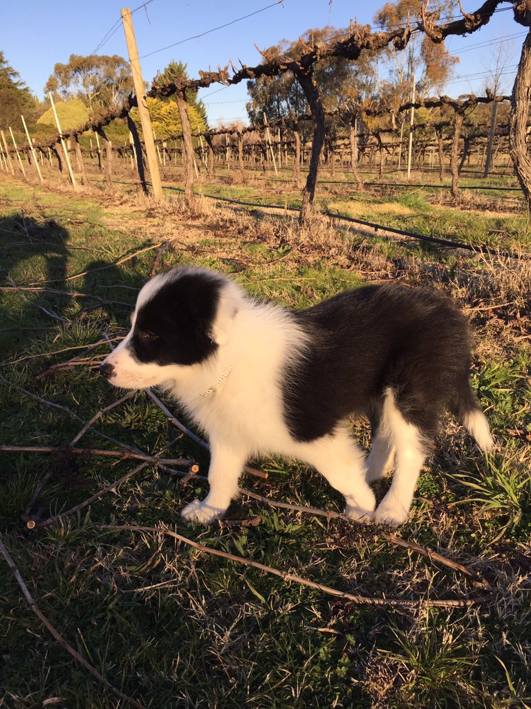 montorowines's tweet photo. Bailey is already taking his role as @montorowines wine dog seriously #border collie @thedogsofwine #orangeNSW #wine https://t.co/A5haYGceem