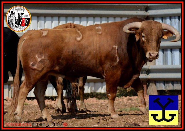 Hoy en Vall de Almonacid (Castellón) 14 y 17:30 vacas de J.Pertegaz, 20h toro de Sanchez Dalp y 24h toro embolado.