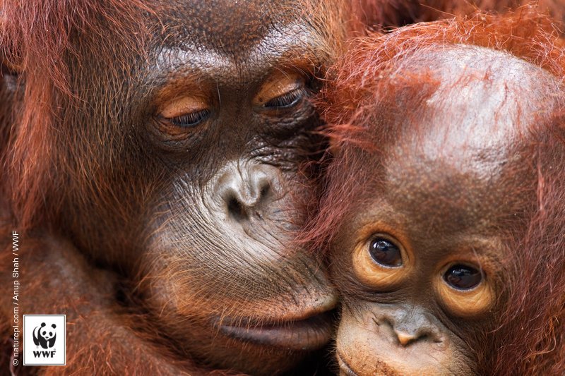 WWFespana's tweet photo. Para los malayos, los orangutanes son los "hombres de los bosques". Hoy celebramos su día: #DíaDelOrangután 💖🐵🌳 https://t.co/yOhVeodBNk
