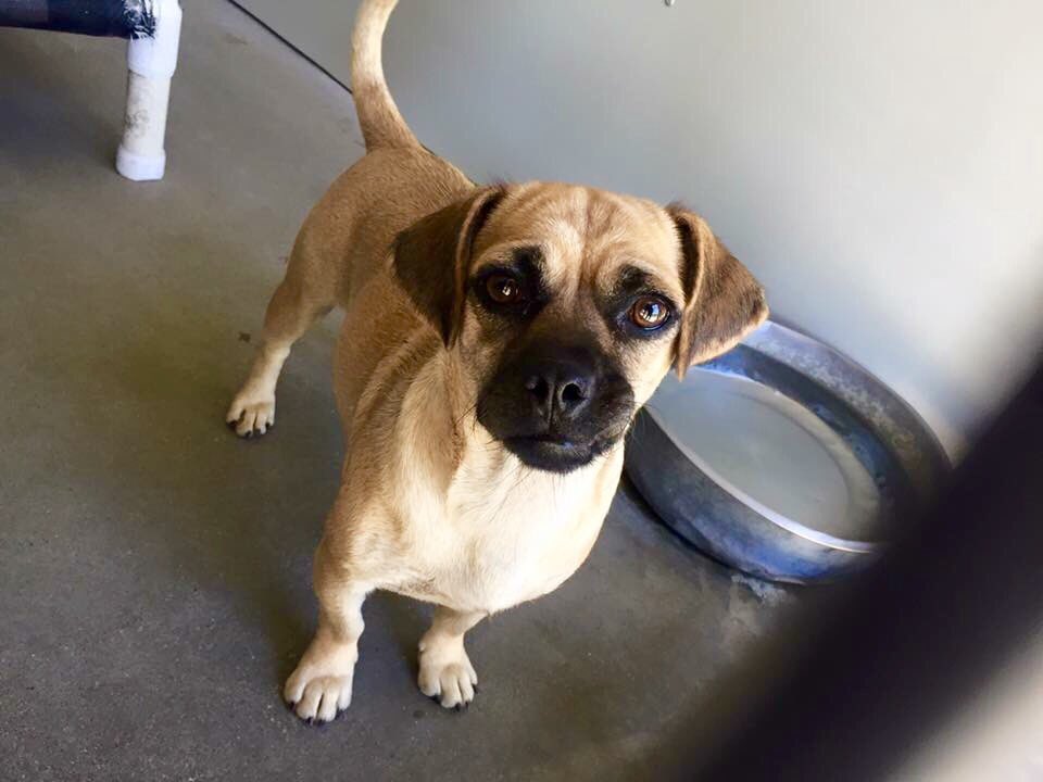 pupaid's tweet photo. This weekend plan a visit to your local rescue shelter &amp; invite a new best friend into your home :) #adopt #rescue https://t.co/MmTIYLZruv