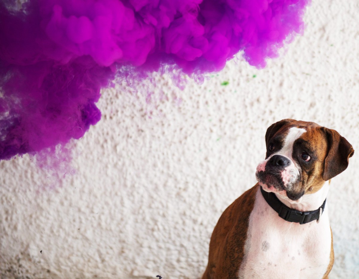 mummydaddymedia's tweet photo. Lalli is our best model! #colours #purple #dogs #InternationalPhotographyDay #PhotoPhriday #pets #boxers https://t.co/1Qfz07qvT4
