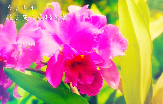 クロッカスのtwitterイラスト検索結果 古い順