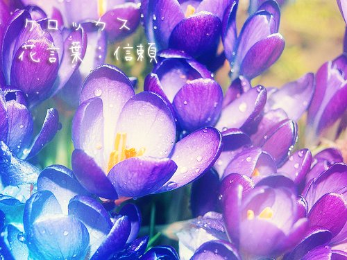 クロッカスのtwitterイラスト検索結果