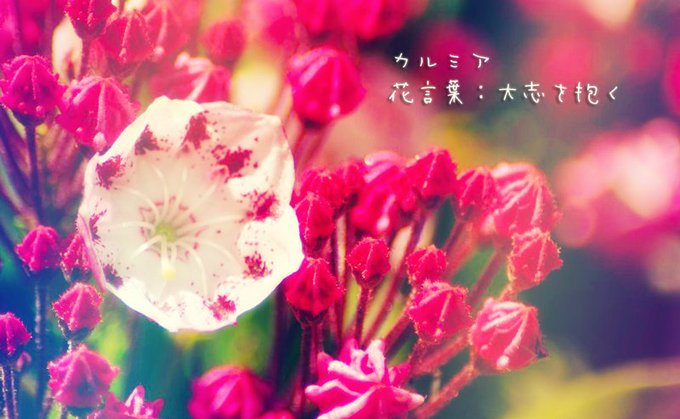 クロッカスのtwitterイラスト検索結果