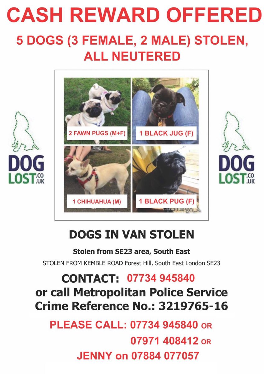 jennyhellicar's tweet photo. Pls RT @DogslostUK @DogsTrust @DogsLostNFound @lostdogrescue @LostDogsHome @BDCH @MissingDogHelp #stolendogsse23 https://t.co/zIaKsNt1ns