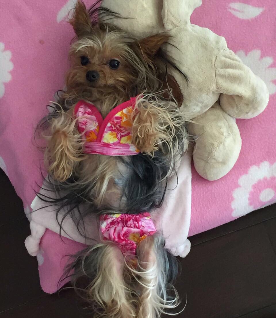 Dice #MiniMontes que está lista para regresar a #PlayaDelCarmen 😂🐶 #FridayFeeling