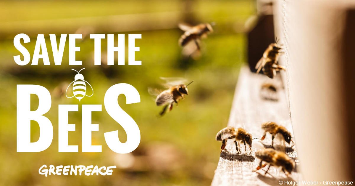 greenpeaceusa's tweet photo. A new Senate bill could change the game for dying bees. Will your Senators support it? https://t.co/itWC6P5gXK https://t.co/ExT1AY9P30