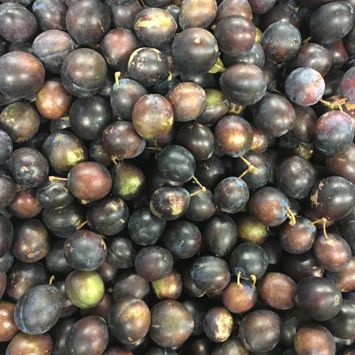 We have got in some great Local Damsons.. all we can think of is with Vodka or Gin #kent #localisbest