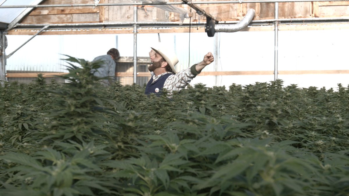 organiccowboy's tweet image. Nothing like waking in a #hemp #greenhouse-#Breakfast's ready #HempBound amazon.com/Too-High-Fail-… @ngaio420 @cluns4rd