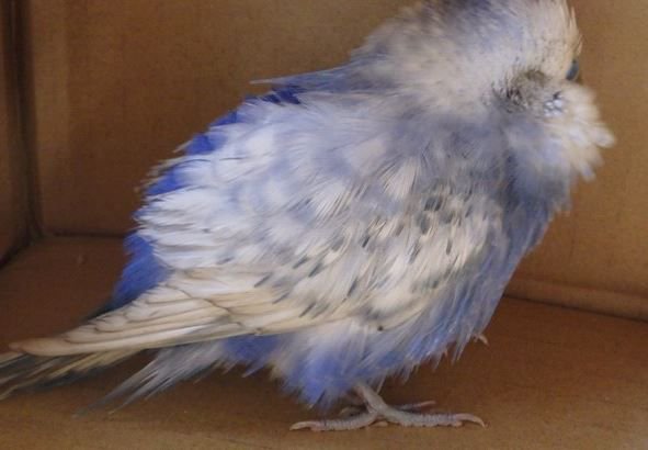 DevonCC's tweet photo. Rescued budgie with injured tail feather found at our #BridgeRoad #Exeter site office Contact @RSPCAExeter https://t.co/SZdZVcee5u