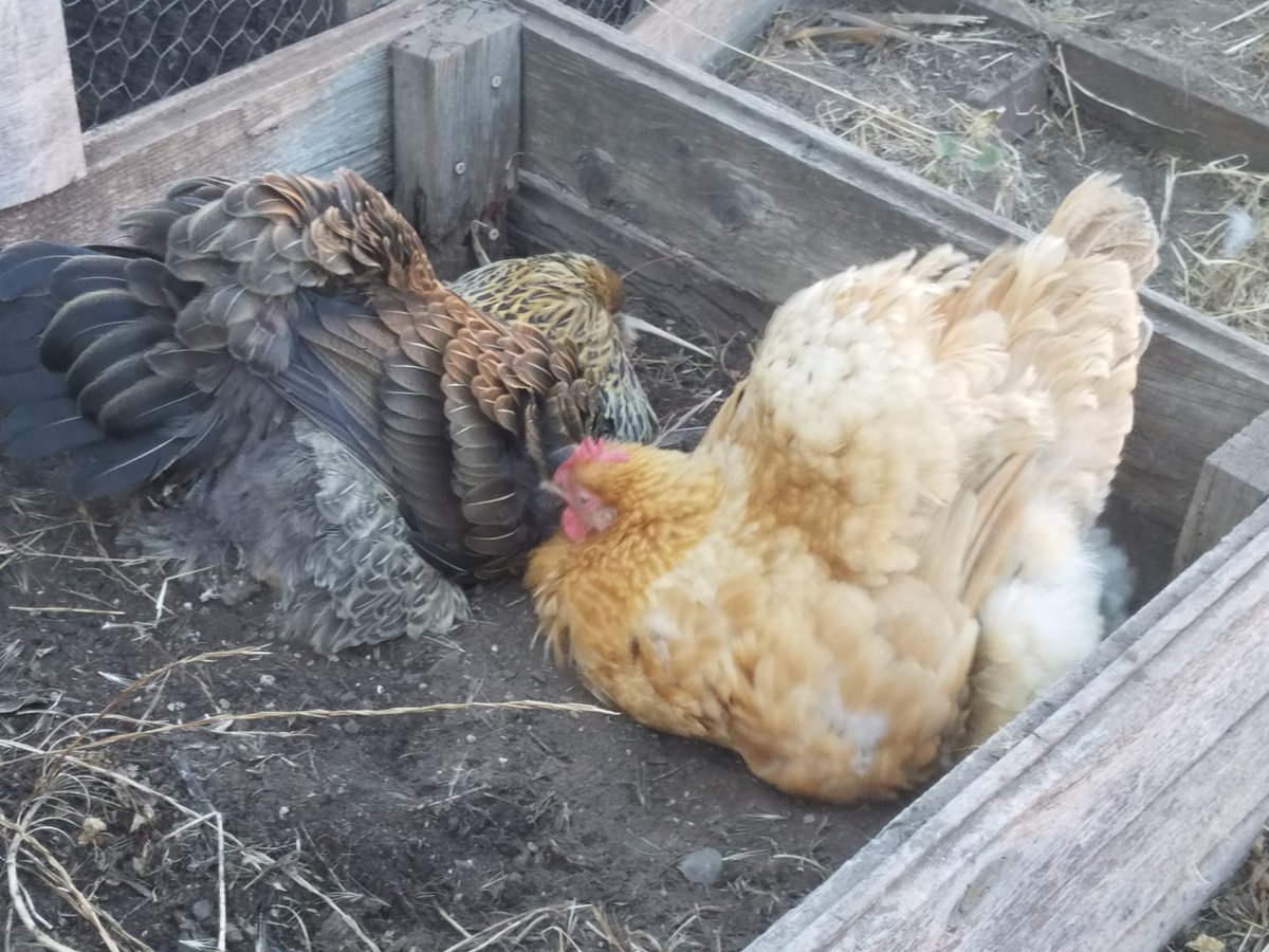 PortlandChicken tweet picture
