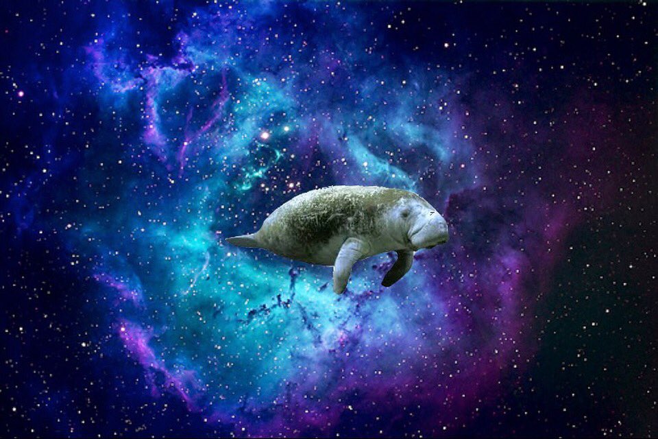 Outer Space Animals (@outerspaceanima) / Twitter