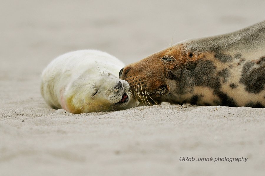 AbhishekG001's tweet image. Sweety by Rob Janné
#photo #photos #pic #pics #TagsForLikes #picture #pictures #snapshot #art #beautiful #instagood