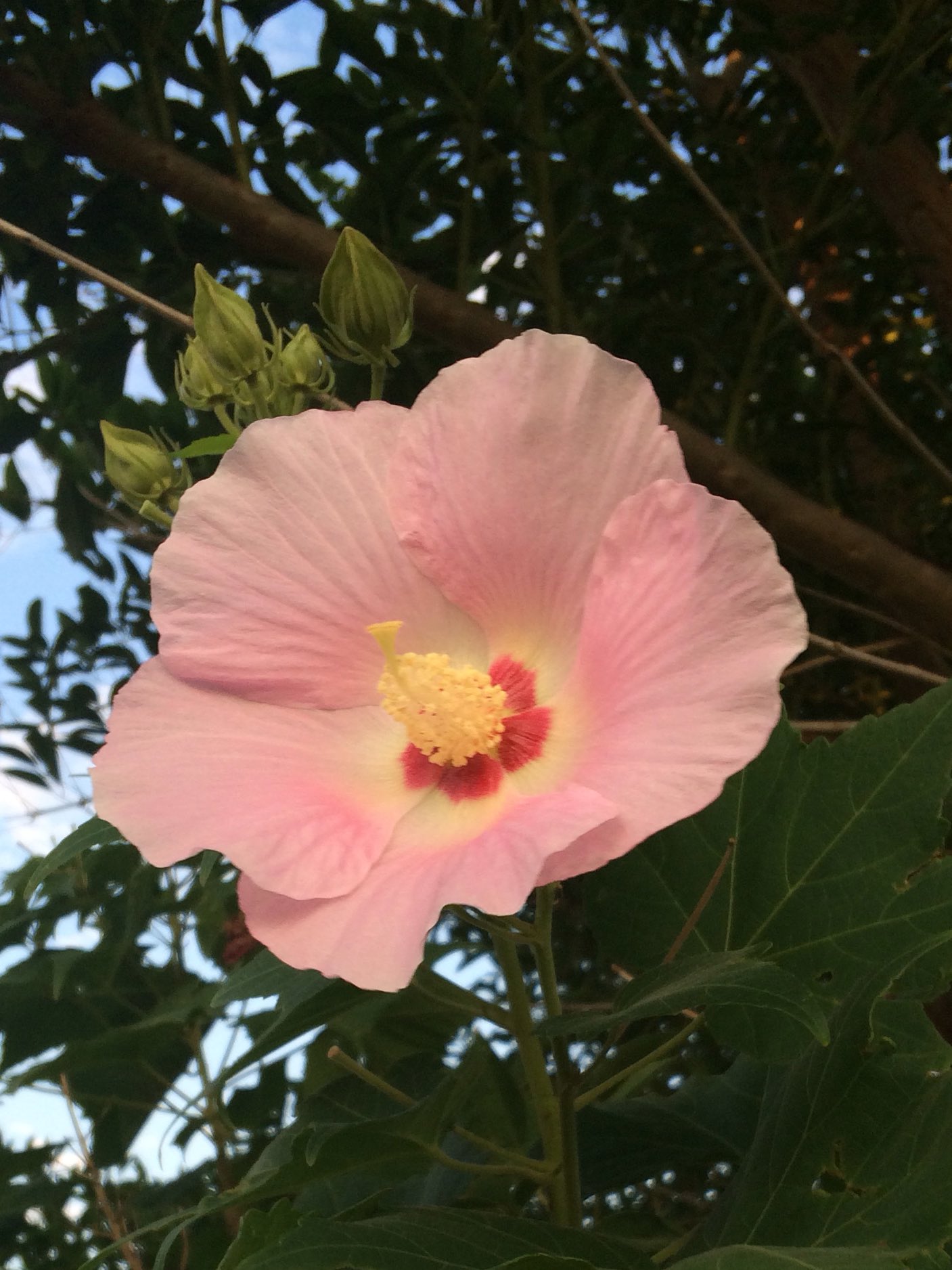 Sun Moon 芙蓉と木槿とハイビスカスって花が似てる そういえば昨日見たヘチマも似てるかも そうでもないか 癒しの場所サンアンドムーン 群馬 T Co Vy8g9r5ola Twitter