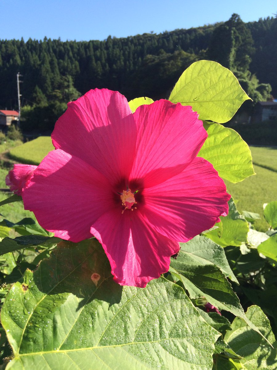 Sun Moon 芙蓉と木槿とハイビスカスって花が似てる そういえば昨日見たヘチマも似てるかも そうでもないか 癒しの場所サンアンドムーン 群馬