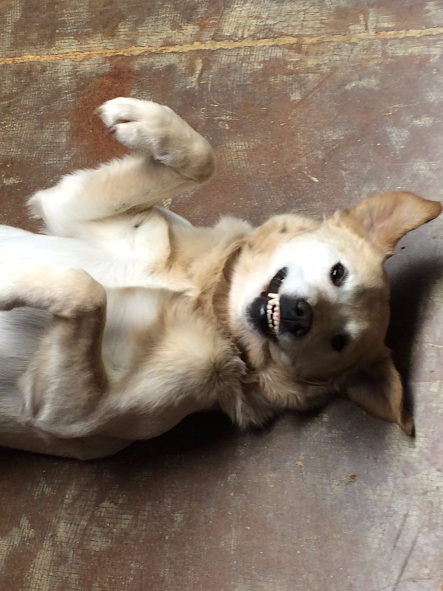 Hugs_Pets's tweet photo. In honor of #WorldPhotoDay, we're sharing one of our favorites of our pup, Buddy! https://t.co/603rDcRolr