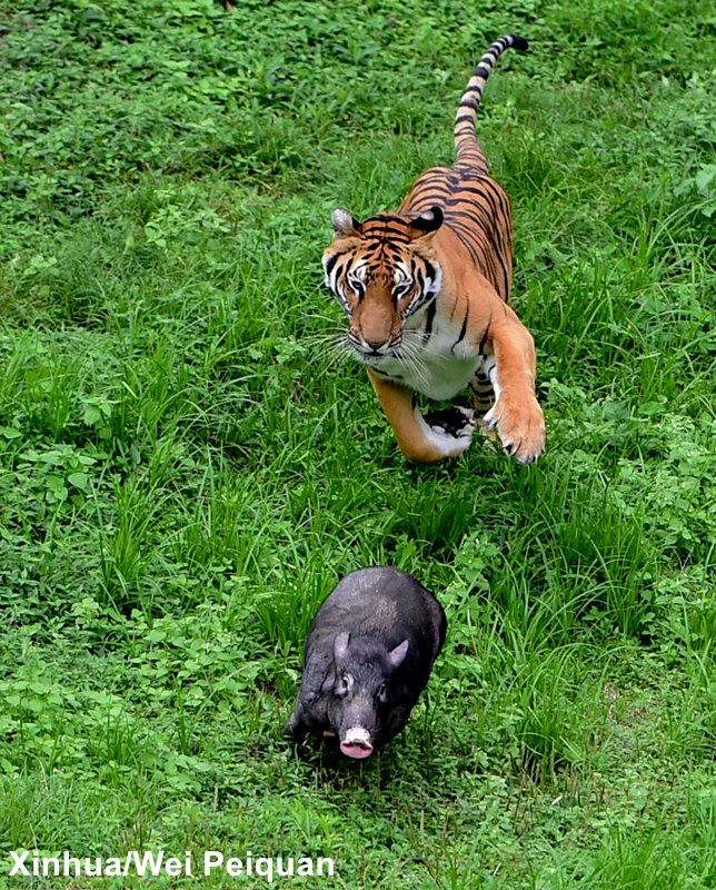 Go savage! endangered south china tiger hunts wild boar as rewilding