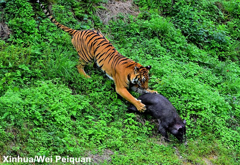 Go savage! endangered south china tiger hunts wild boar as rewilding