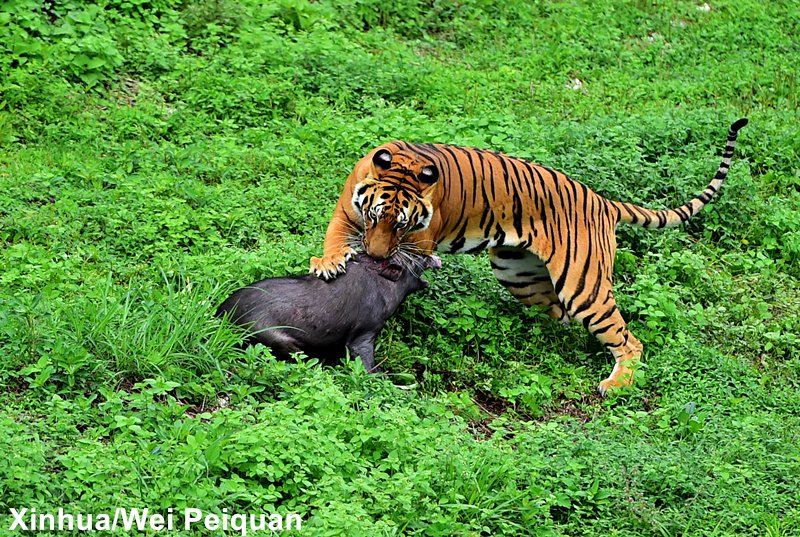 Go savage! endangered south china tiger hunts wild boar as rewilding