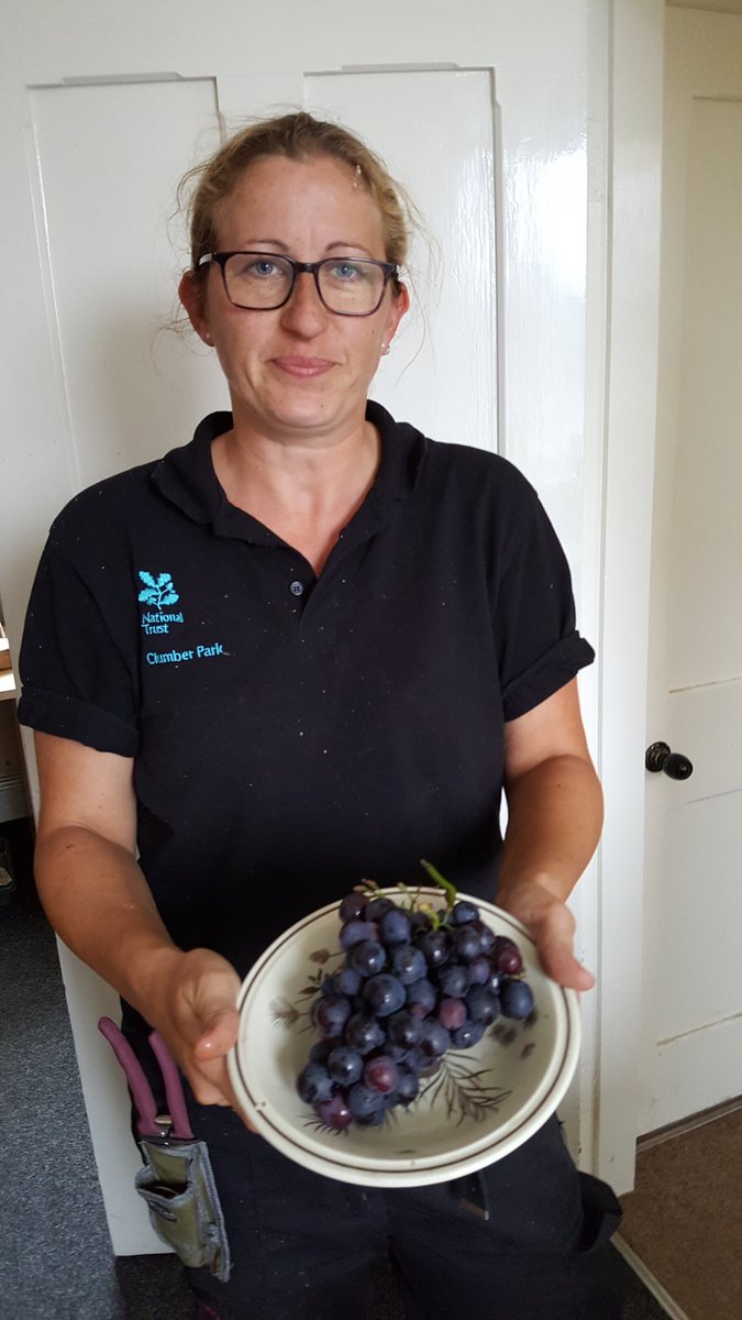 The first bunch of 'Black Hamburgh' grapes of 2016 harvested by gardens volunteer Angie. Delicious!