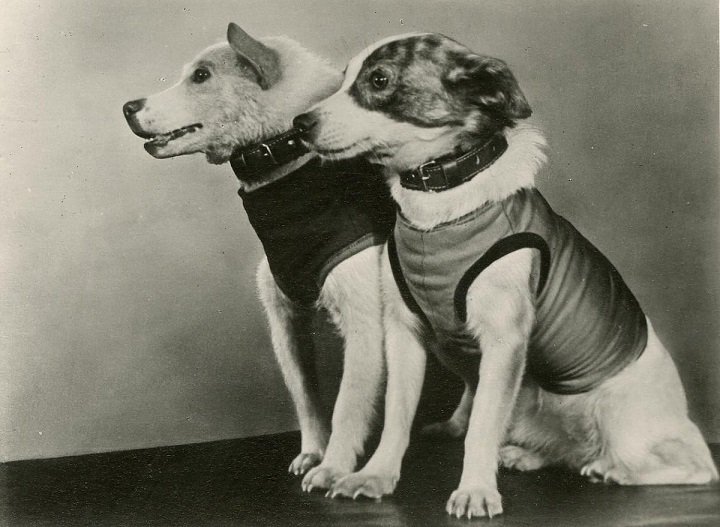 Картинки собаки белки и стрелки