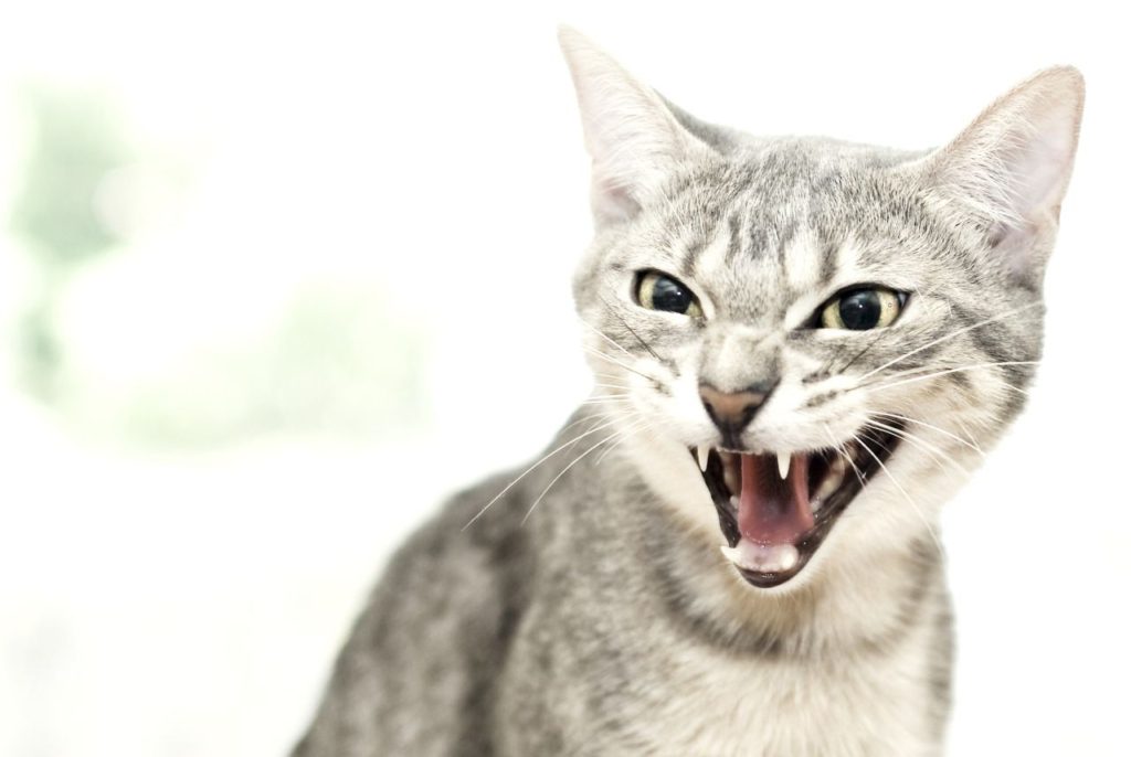 GetBuzzedOn's tweet photo. Cat Attacks A Group Of Seven Pit Bulls And Their Owners. - https://t.co/n8xBoq8Ukz https://t.co/9S48D8nMn4
