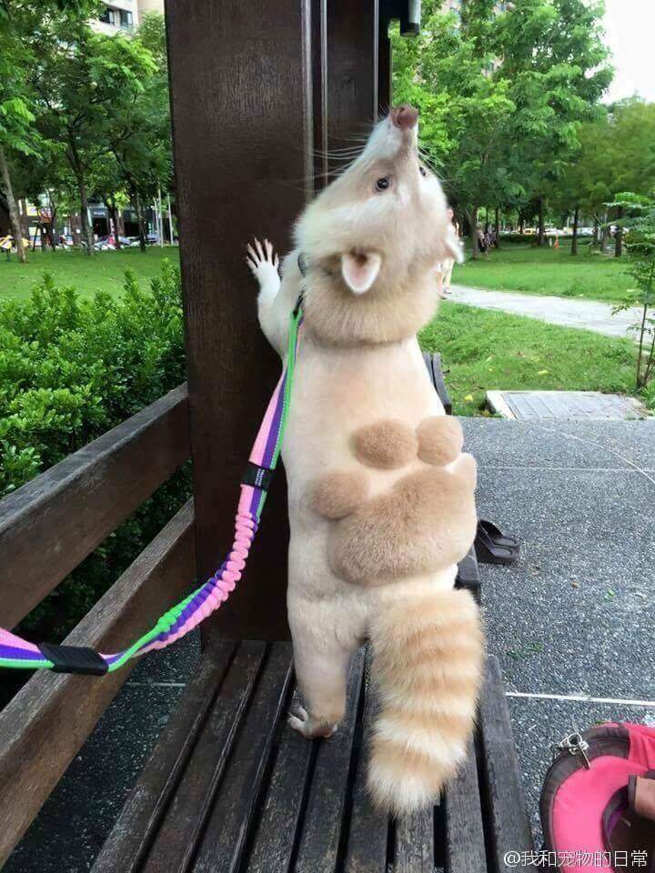 너구리 발바닥컷

#귀욤귀욤 #발바닥