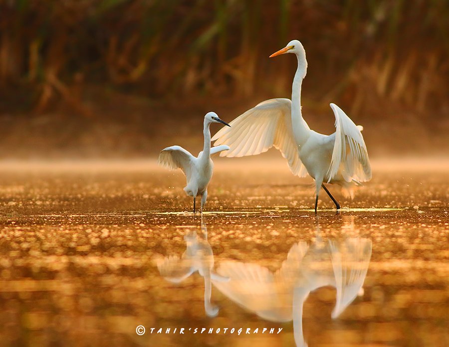 AbhishekG001's tweet image. The dance lesson by Nature images
#photo #pics #TagsForLikes #picture #pictures #snapshot #art #beautiful #instagood