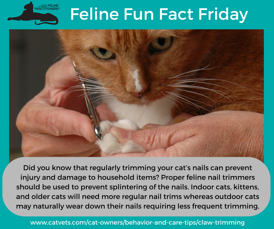 CatVets's tweet photo. More information - https://t.co/cXfSCDWPh3 https://t.co/0ue27s9MnK