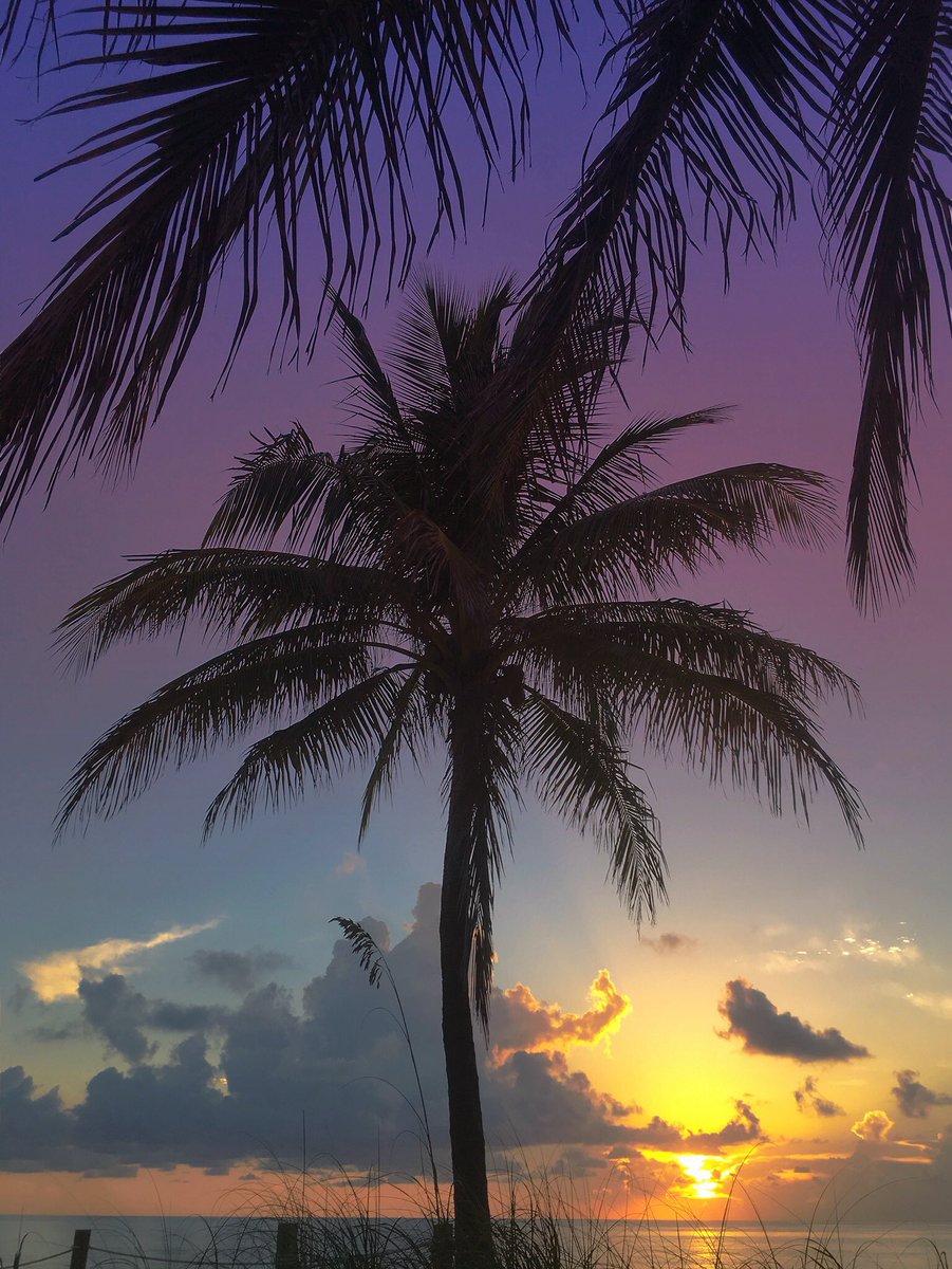 FtLauderdaleSun's tweet photo. Daydream by the trees. https://t.co/MBRFlG8EjR