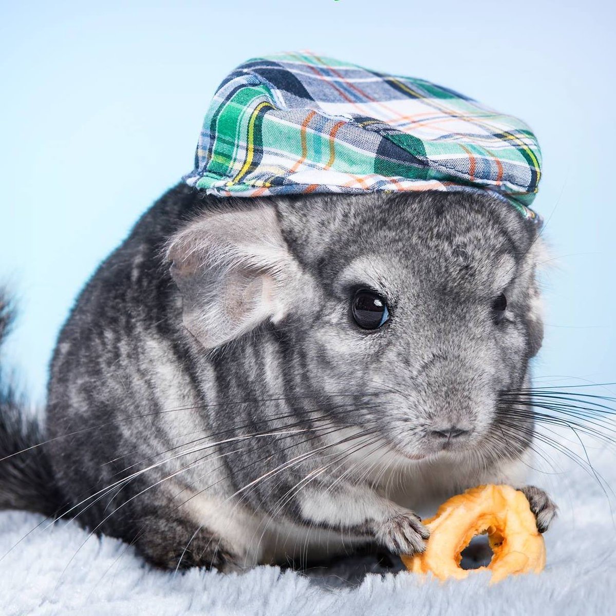 Chinchilla Beanie Fleece Hat ChinSurfers ubicaciondepersonas.cdmx.gob.mx