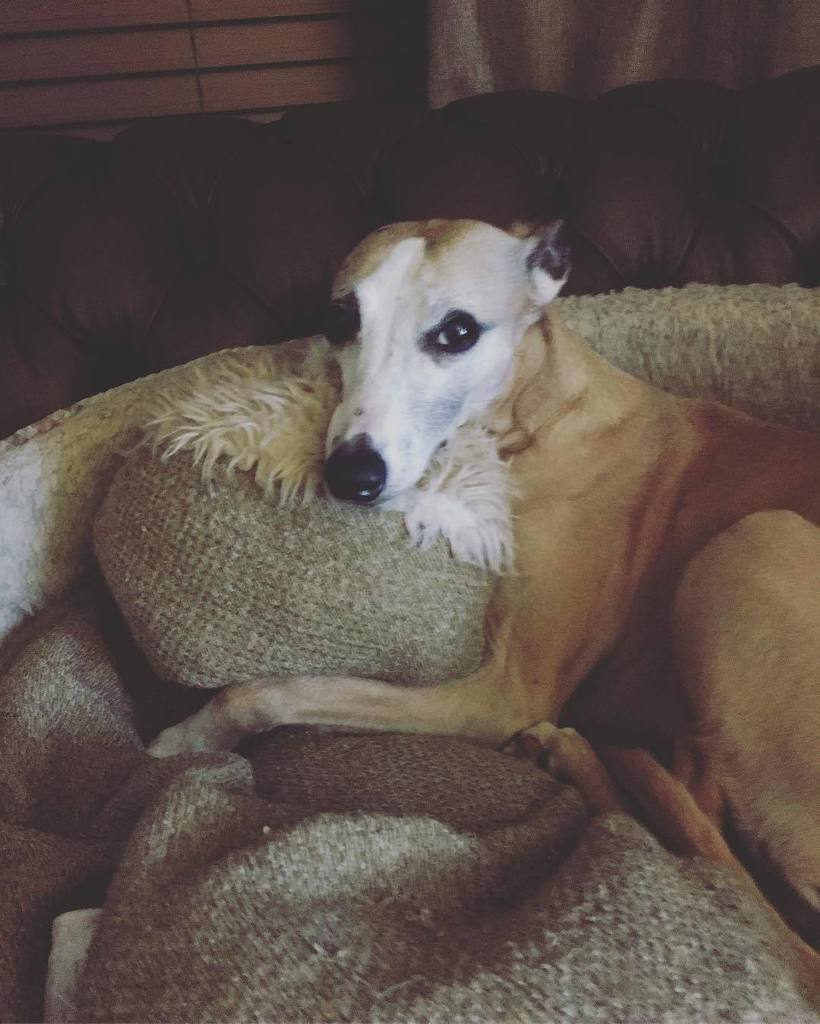 Ashley_McKay's tweet photo. When you got nobody to spoon... #whippet #sighthoundsonsofas https://t.co/wYmchOcXbw https://t.co/mqrpMVwlnX