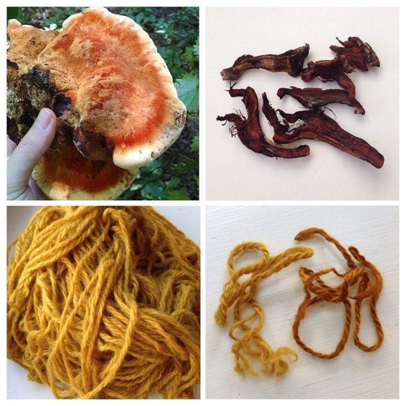 EverCrafting's tweet image. Deliciously golden. @BeingYak cashmere dyed with Inonotus hispidus mushroom. #naturaldyeing